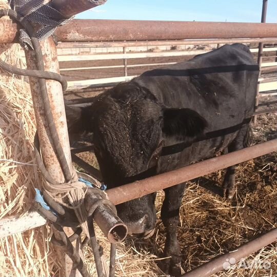 Бык на племя