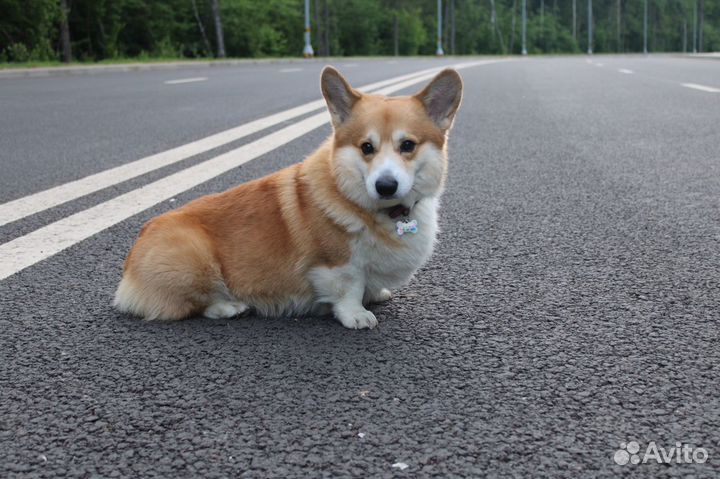 Вельш-корги пемброк вязка