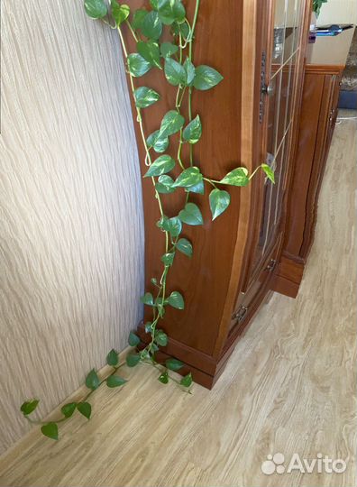 Цветы комнатные Сциндапсус