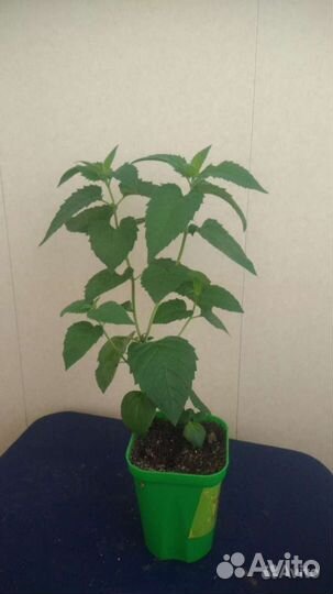 Вероника, монарда диана, жар птица,дельфиниумы