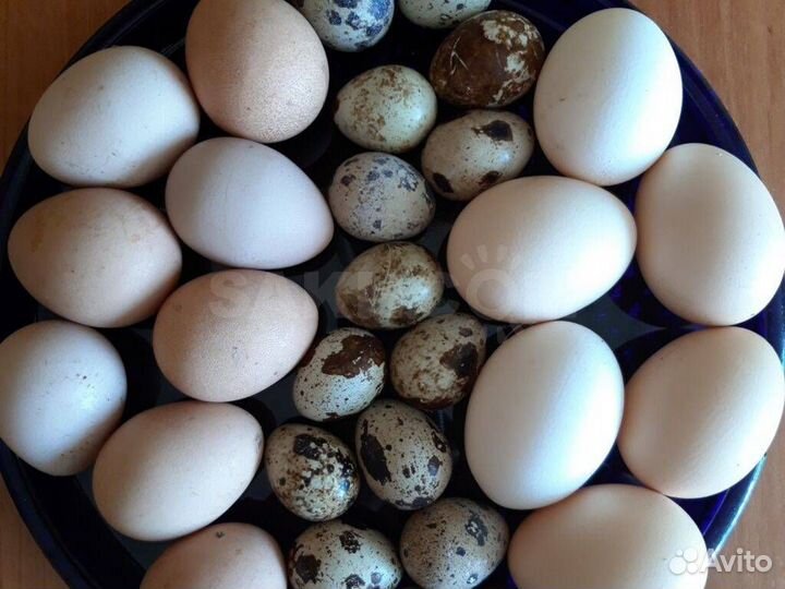 Яйца цесарок
