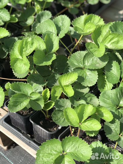 Рассада клубники Азия