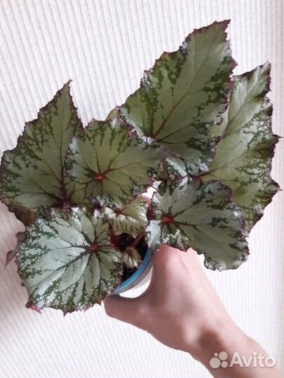 Комнатные растения Бегония Февраль