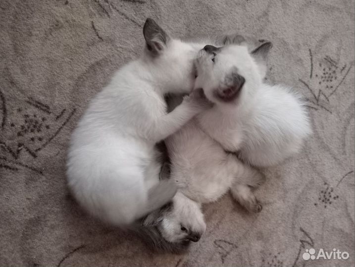 Тайские котята