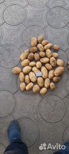 Продаю картофель