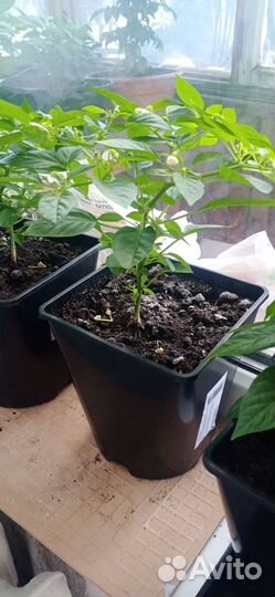 Перец домашний острый