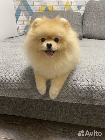 Вязка Померанский шпиц мальчик 2900 вес, вязка