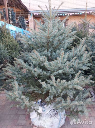 Ель 1.2м