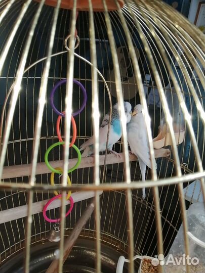 Продам волнистых попугаев