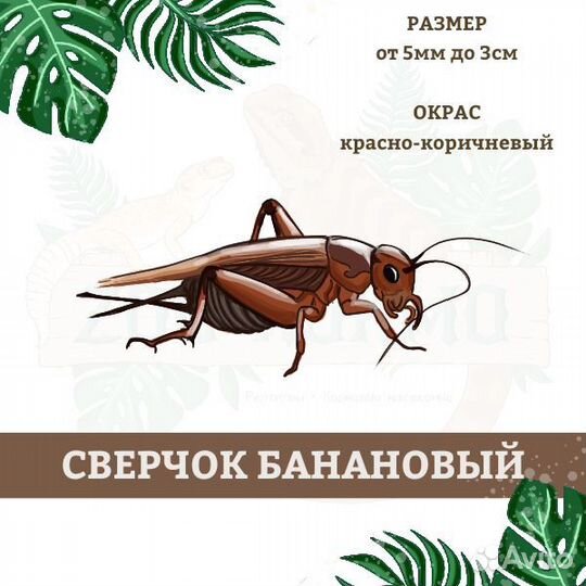 Сверчки ко насекомые для рептилий и др