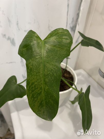 Филодендрон минарум клауд(камуфляж)