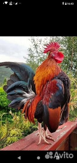 Продам петухов и курочек