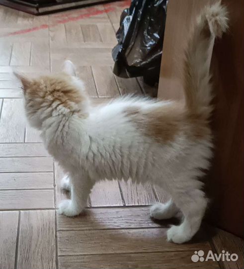 Кошка в дар бесплатно