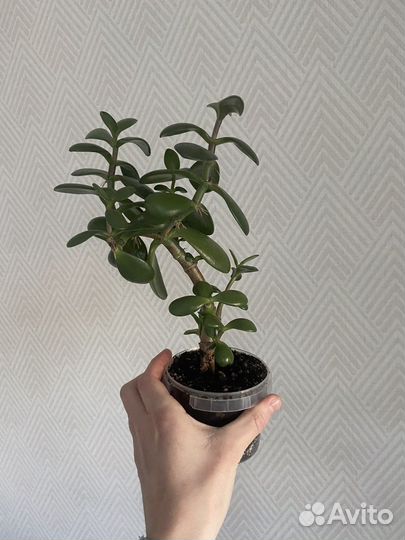 Крассула (денежное дерево)