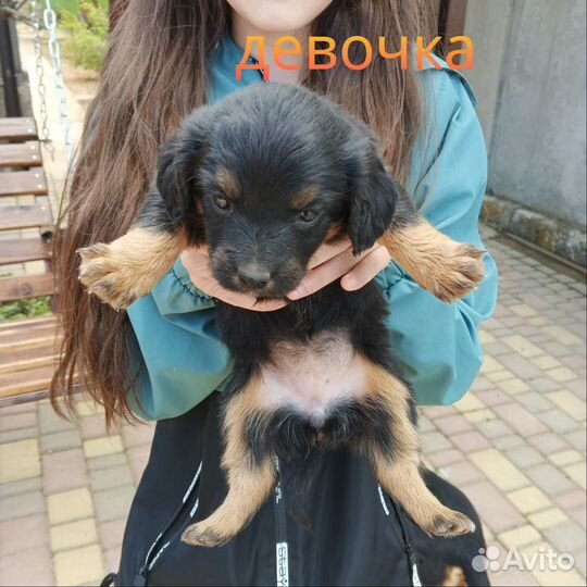 Собачка в добрые руки