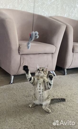 Отдаем котенка в добрые руки