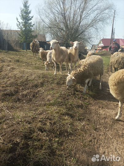 Катумские бараны