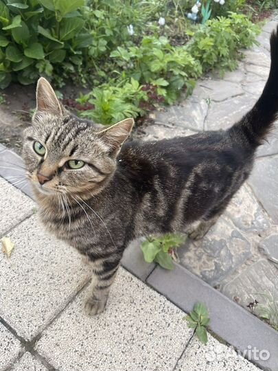 Кошка в дар бесплатно