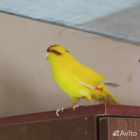 Попугай какарик