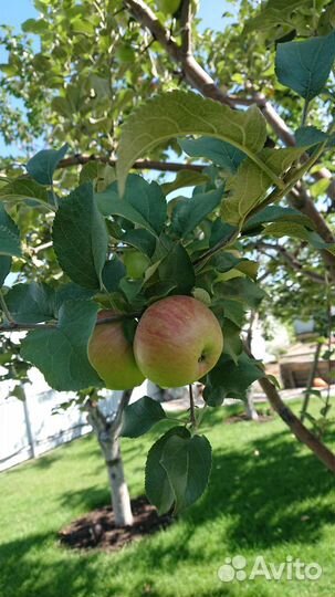 Яблоки, груши