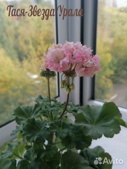 Пеларгония Тася-Звезда Урала
