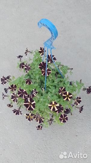 Цветы в кашпо