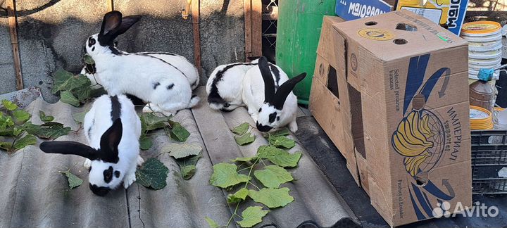 Продам молодых самок нпв