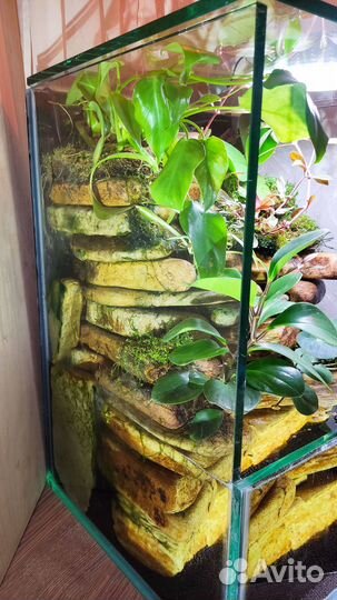 Палюдариум