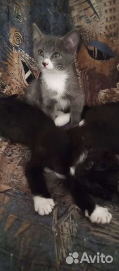 Отдам котят