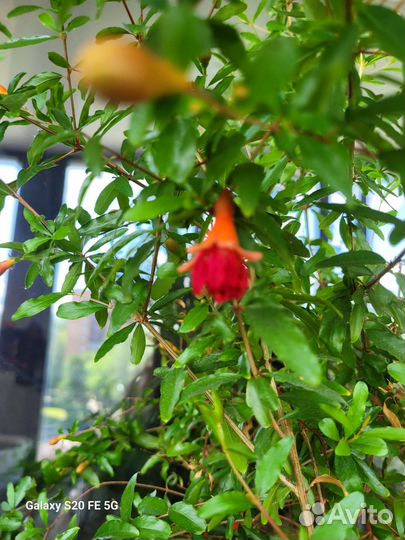 Саженцы комнатного граната