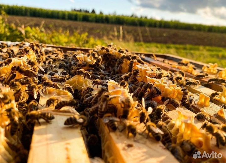 Пчёлы Ф1 с ульями + 2 магазина