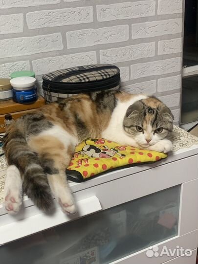 Отдам в добрые руки