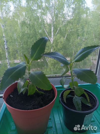 Каланхоэ лечебное