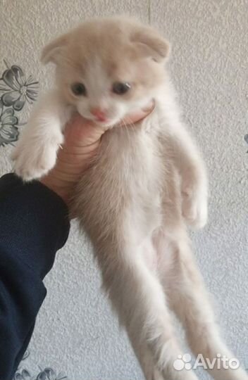 Вислоухие котята