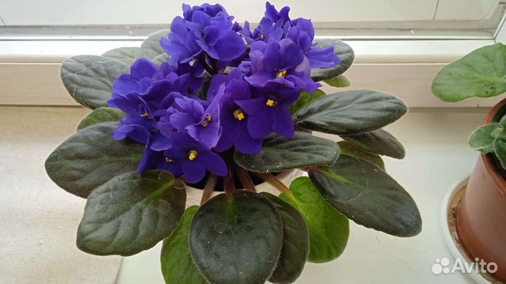 Фиалка в горшке