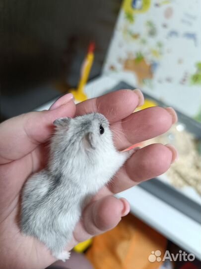 Ручные джунгарские хомяки с клеткой