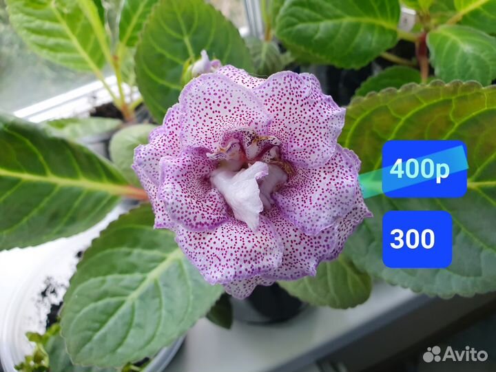 Детки глоксинии махровой