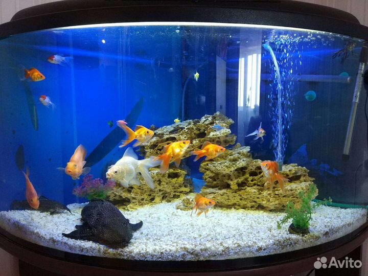Аквариум угловой 180л, с тумбой и оборудованием