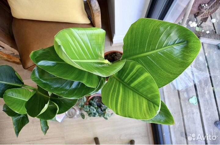 Стрелиция николая