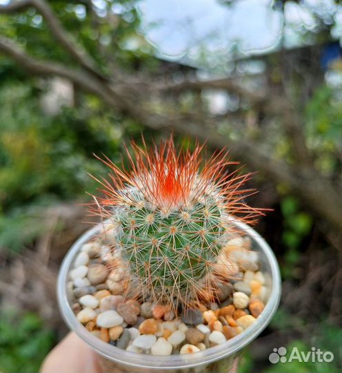 Кактус Mammillaria spinosissima cv. super red