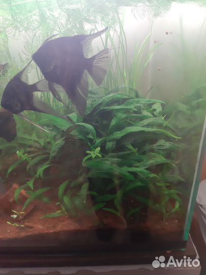 Аквариумные растения прополка