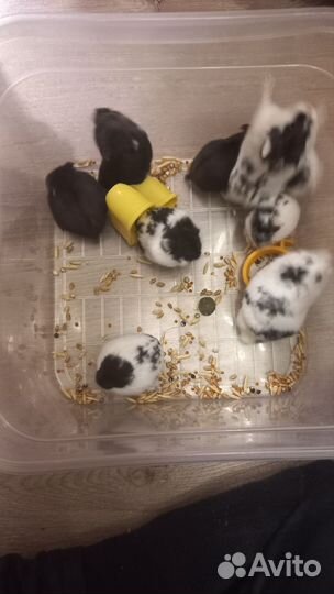 Джунгарский хомяк