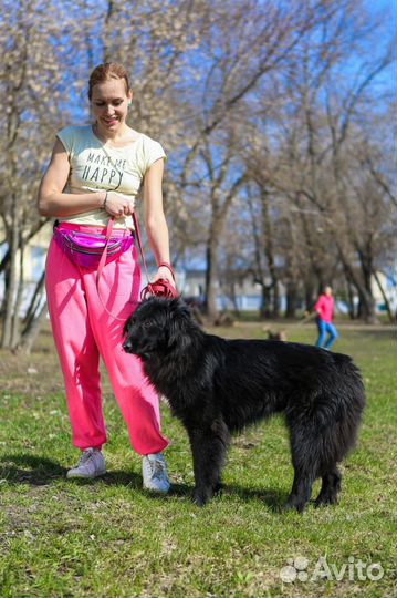 Отдам бесплатно собаку, Пушкин