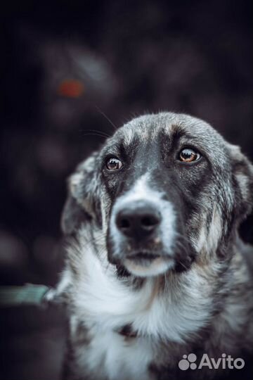 Тесса ищет дом