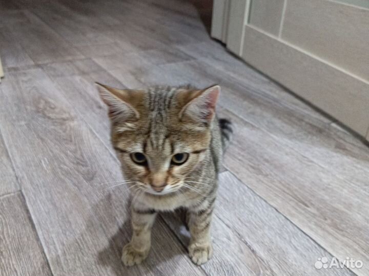 Отдам в добрые руки