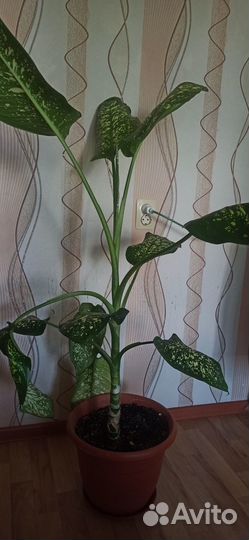 Диффенбахия высота 140