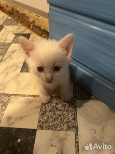 Котята в добрые руки бесплатно