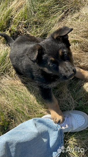Щенок немецкой овчарки