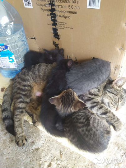 Котята в добрые руки