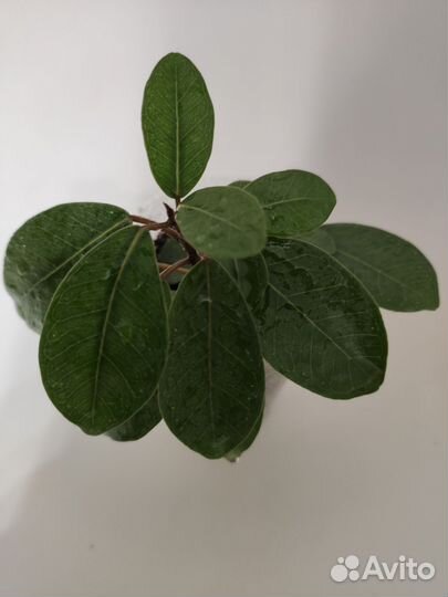 Фикус мокламе. Комнатные цветы